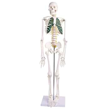 Amazon.co.jp: 85cm人体骨格模型 ミニ 大人の人間の骨 医学教育